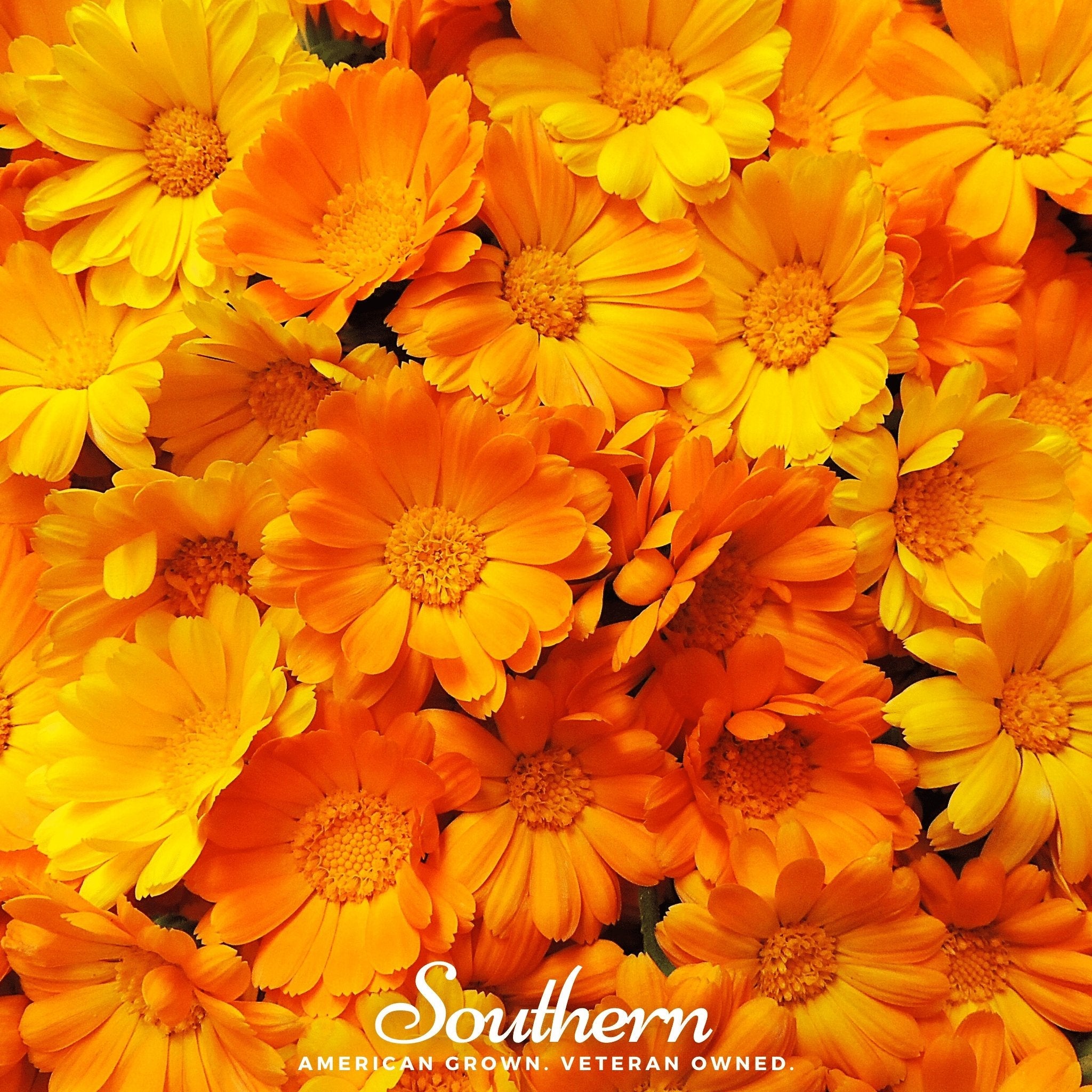 English Marigold – 100 Seeds – Orchid Stuff Plus