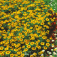 Naughty Marietta Marigold – 100 Seeds