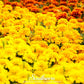 Sparky Marigold (French) – 100 Seeds