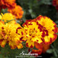 Sparky Marigold (French) – 100 Seeds