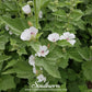 Marshmallow – 50 Seeds
