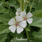 Marshmallow – 50 Seeds