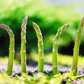 Mary Washington Asparagus – 50 Seeds