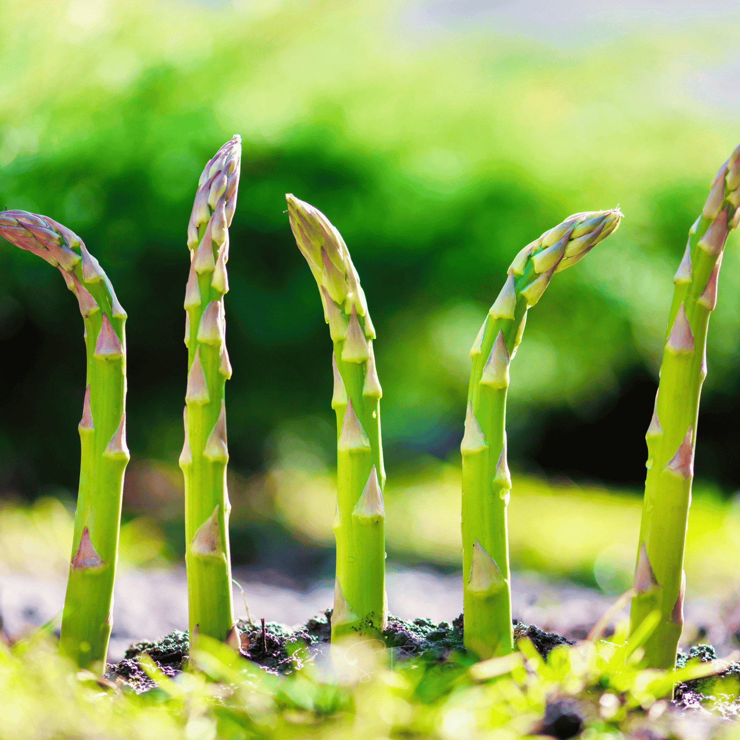 Mary Washington Asparagus – 50 Seeds