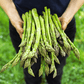 Mary Washington Asparagus – 50 Seeds