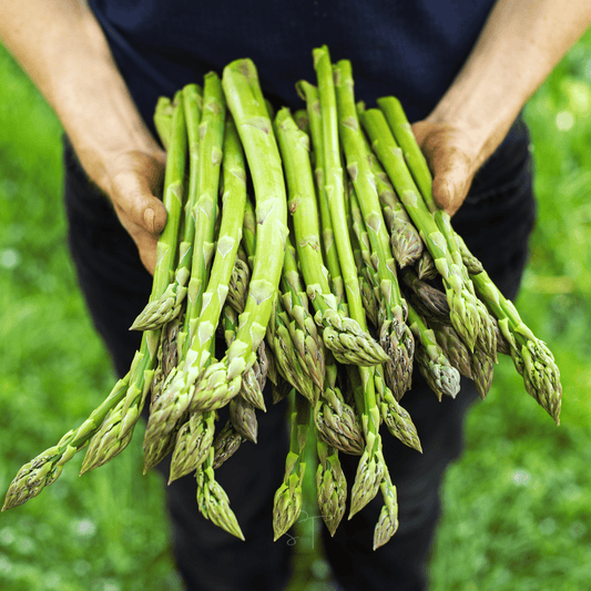 Mary Washington Asparagus – 50 Seeds