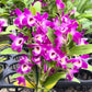 Rare and hard to find Dendrobium Nobile Country Girl Warabeula Orchid! 
