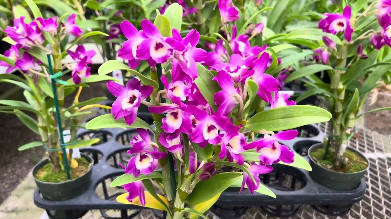 Rare and hard to find Dendrobium Nobile Country Girl Warabeula Orchid! 