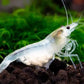 Snow Ball Shrimp