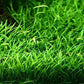 Lilaeopsis Brasiliensis/Micro sword
