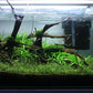 Lilaeopsis Brasiliensis/Micro sword