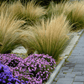 Mexican Feather Grass – 50 Seeds