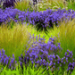 Mexican Feather Grass – 50 Seeds