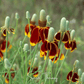 Mexican Hat – 100 Seeds