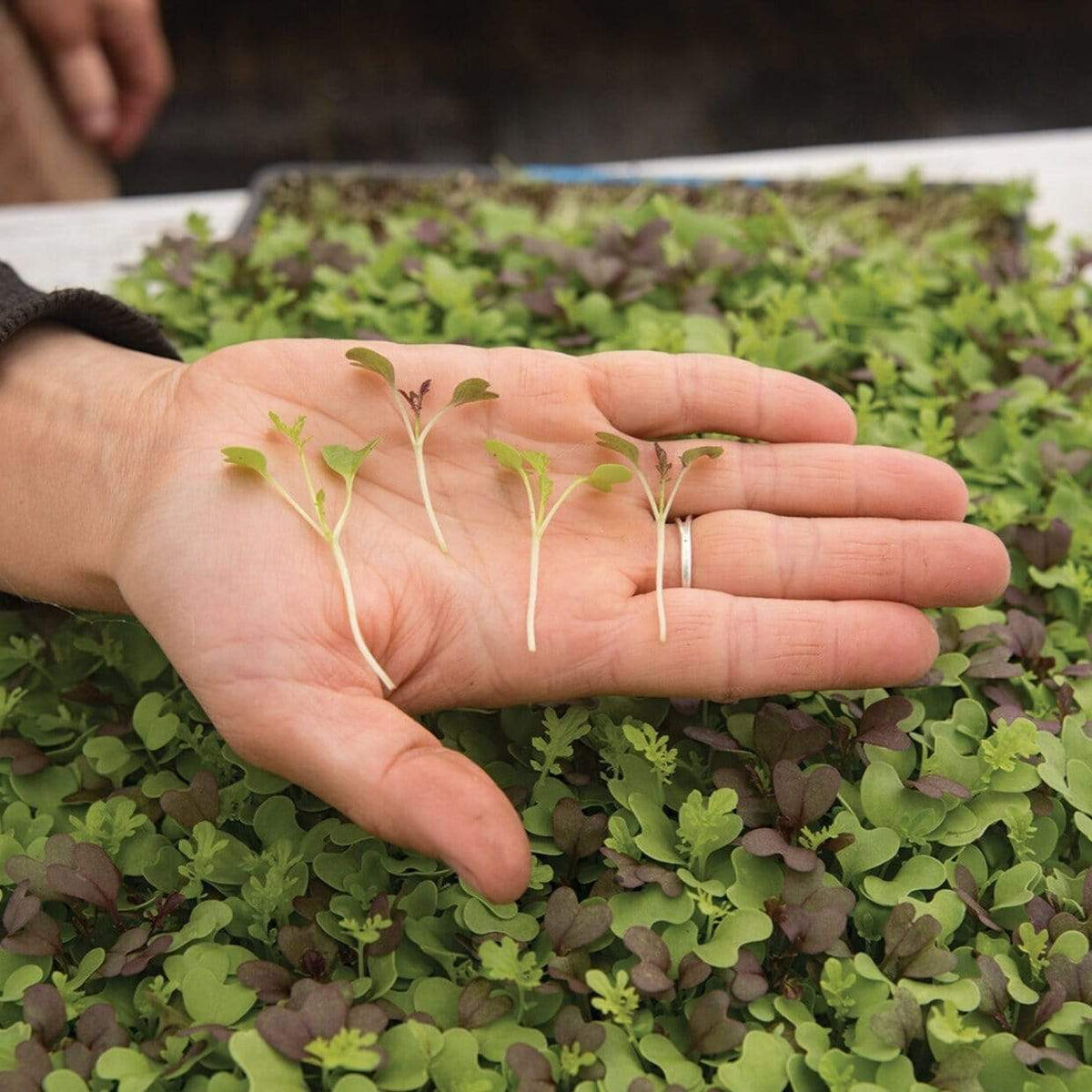 Microgreens de mezcla de especias del sur  8 gramos