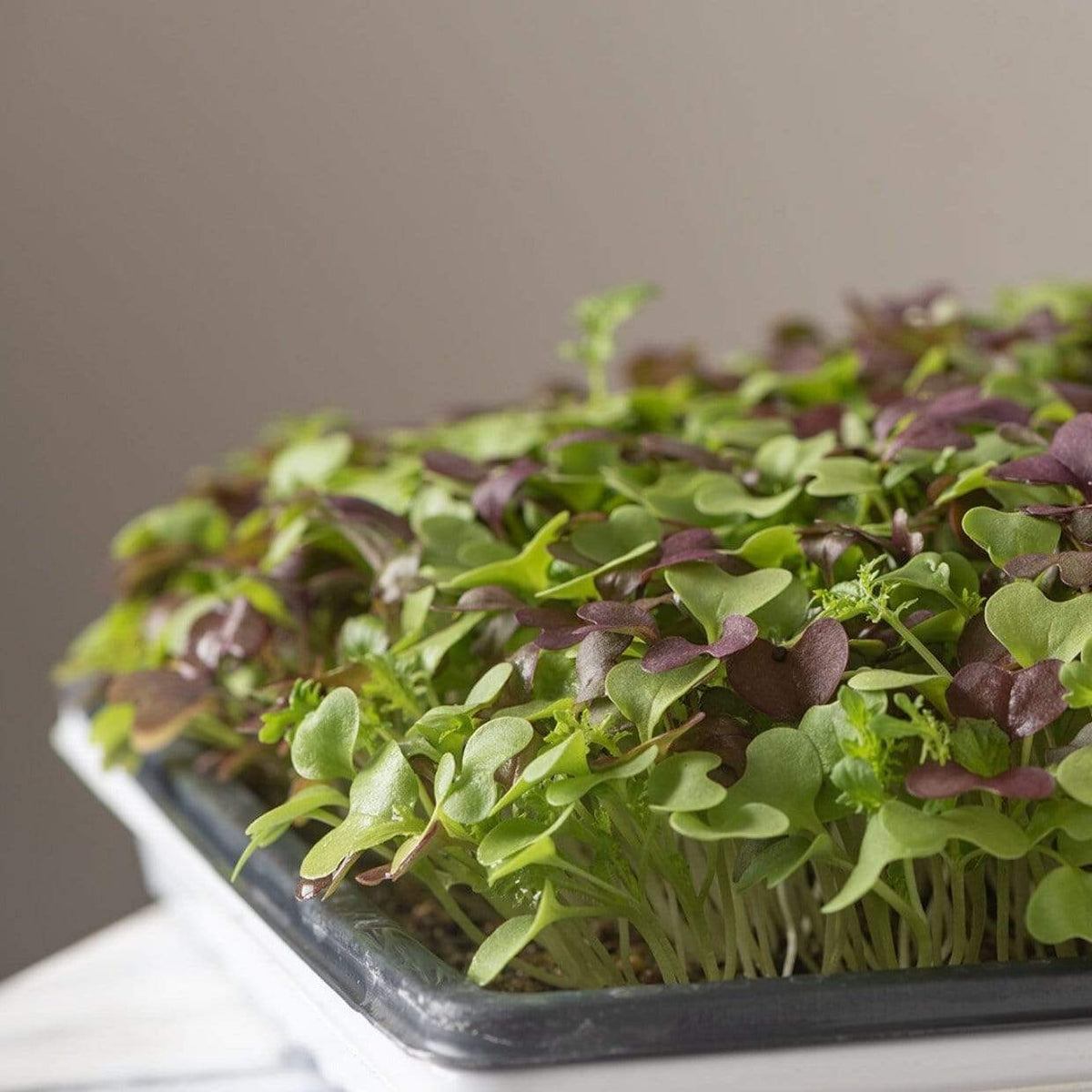 Microgreens de mezcla de especias del sur  8 gramos