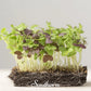 Microgreens de mezcla de especias del sur  8 gramos