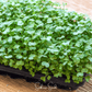 Wasabi Spicy Mustard Microgreen – 10 grams