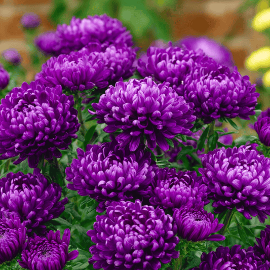 Milady Blue Aster – 50 Seeds