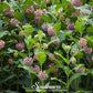 Common Milkweed – 50 Seeds