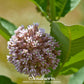 Common Milkweed – 50 Seeds