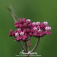 Swamp Milkweed – 50 Seeds