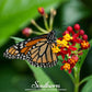 Tropical Milkweed – 50 Seeds