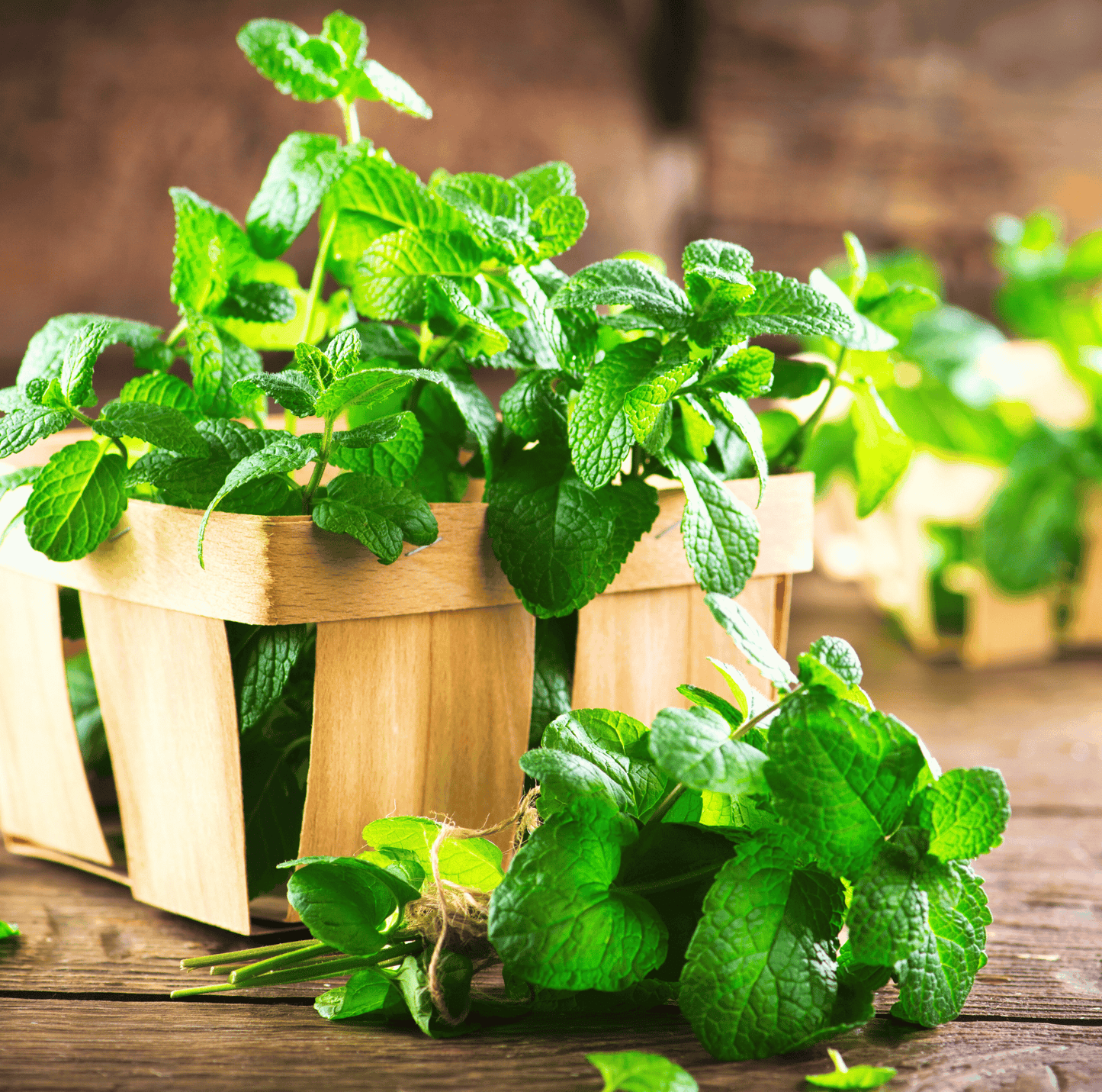 Mint – 100 Seeds