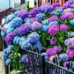 Mixed Hydrangea Seeds - Giant Beautiful Shrub and Hardy Perennial Flowers