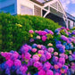 Mixed Hydrangea Seeds - Giant Beautiful Shrub and Hardy Perennial Flowers