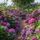 Mixed Hydrangea Seeds - Giant Beautiful Shrub and Hardy Perennial Flowers