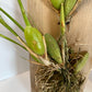 Maxillaria tenuifolia (Coconut Orchid) Red Orchid mounted on a cedar shingle (not in bloom)!&nbsp;