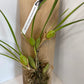 Maxillaria tenuifolia (Coconut Orchid) Red Orchid mounted on a cedar shingle (not in bloom)!&nbsp;