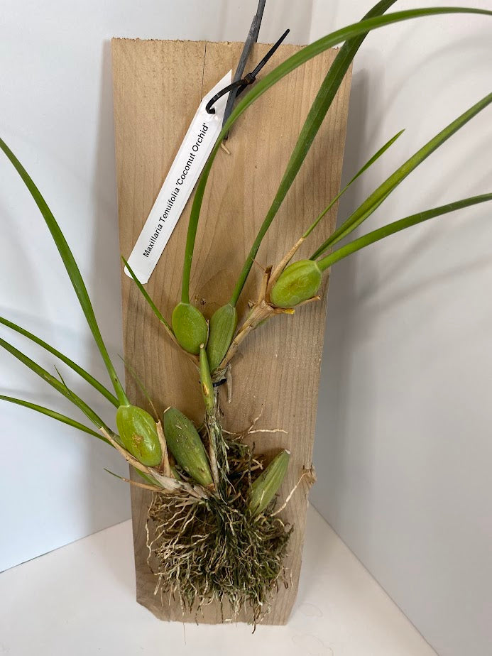 Maxillaria tenuifolia (Coconut Orchid) Red Orchid mounted on a cedar shingle (not in bloom)!&nbsp;
