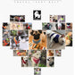 TrueLove Comfortable Soft Breathable Dog Harness TLH1911
