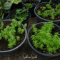 Pink Moss Rose – 250 Seeds