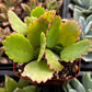 Mother of Thousands