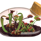 The Meat Eating Mouse Garden Glass Terrarium with Cork