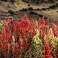 100 Organic BRILLIANT RAINBOW QUINOA Mix Mixed Colors Chenopodium Grain Greens Vegetable Seeds