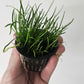 Micro Sword Potted