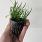 Micro Sword Potted