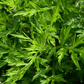 Mugwort – 200 Seeds