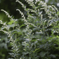 Mugwort – 200 Seeds