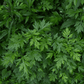 Mugwort – 200 Seeds