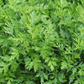 Mugwort – 200 Seeds