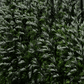 Mugwort – 200 Seeds