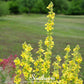 Mullein – 200 Seeds