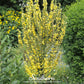 Greek Mullein – 100 Seeds
