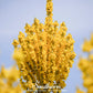 Greek Mullein – 100 Seeds
