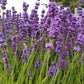 Lavanda inglesa Munstead - Planta viva de 2,5 cuartos de galón para jardín